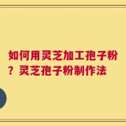 如何用灵芝加工孢子粉？灵芝孢子粉制作法