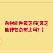 杂树能种灵芝吗(灵芝能种在杂树上吗？)