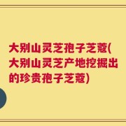 大别山灵芝孢子芝蔻(大别山灵芝产地挖掘出的珍贵孢子芝蔻)