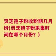 灵芝孢子粉收粉期几月份(灵芝孢子粉采集时间在哪个月份？)