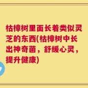 枯樟树里面长着类似灵芝的东西(枯樟树中长出神奇菌，舒缓心灵，提升健康)
