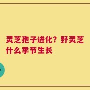灵芝孢子进化？野灵芝什么季节生长