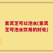 紫灵芝可以泡水(紫灵芝可泡水饮用的好处)