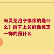 与灵芝孢子很像的是什么？树干上长的像灵芝一样的是什么