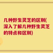 几种野生灵芝的区别(深入了解几种野生灵芝的特点和区别)