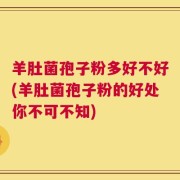 羊肚菌孢子粉多好不好(羊肚菌孢子粉的好处你不可不知)