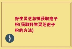 野生灵芝怎样获取孢子粉(获取野生灵芝孢子粉的方法)