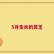 5月生长的灵芝