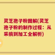 灵芝孢子粉图解(灵芝孢子粉的制作过程：从采摘到加工全解析)