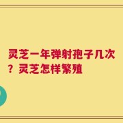 灵芝一年弹射孢子几次？灵芝怎样繁殖