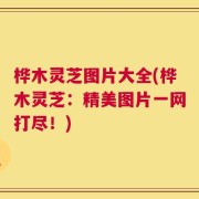 桦木灵芝图片大全(桦木灵芝：精美图片一网打尽！)