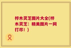 桦木灵芝图片大全(桦木灵芝：精美图片一网打尽！)
