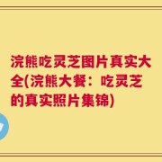 浣熊吃灵芝图片真实大全(浣熊大餐：吃灵芝的真实照片集锦)