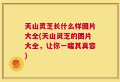 天山灵芝长什么样图片大全(天山灵芝的图片大全，让你一睹其真容)