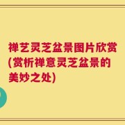 禅艺灵芝盆景图片欣赏(赏析禅意灵芝盆景的美妙之处)