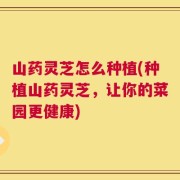 山药灵芝怎么种植(种植山药灵芝，让你的菜园更健康)