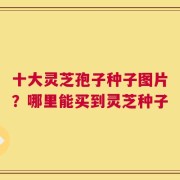 十大灵芝孢子种子图片？哪里能买到灵芝种子