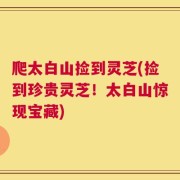 爬太白山捡到灵芝(捡到珍贵灵芝！太白山惊现宝藏)