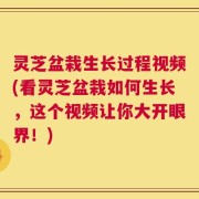 灵芝盆栽生长过程视频(看灵芝盆栽如何生长，这个视频让你大开眼界！)