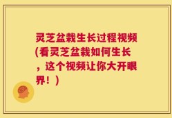 灵芝盆栽生长过程视频(看灵芝盆栽如何生长，这个视频让你大开眼界！)