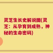 灵芝生长史解说图(灵芝：从孕育到成熟，神秘的生命密码)