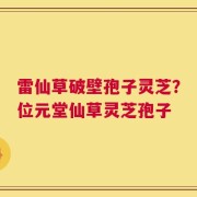 雷仙草破壁孢子灵芝？位元堂仙草灵芝孢子