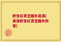 野生红灵芝图片高清(高清野生红灵芝图片欣赏)