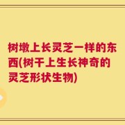 树墩上长灵芝一样的东西(树干上生长神奇的灵芝形状生物)