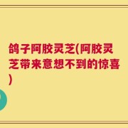 鸽子阿胶灵芝(阿胶灵芝带来意想不到的惊喜)