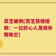 灵芝被救(灵芝获得拯救：一位好心人发现并帮助它)