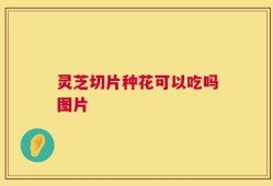 灵芝切片种花可以吃吗图片