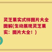 灵芝果实式样图片大全图解(生动展现灵芝果实：图片大全！)