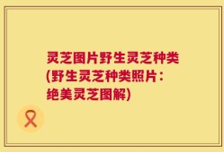灵芝图片野生灵芝种类(野生灵芝种类照片：绝美灵芝图解)