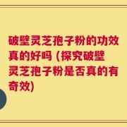 破壁灵芝孢子粉的功效真的好吗 (探究破壁灵芝孢子粉是否真的有奇效)