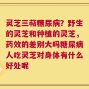 灵芝三萜糖尿病？野生的灵芝和种植的灵芝，药效的差别大吗糖尿病人吃灵芝对身体有什么好处呢
