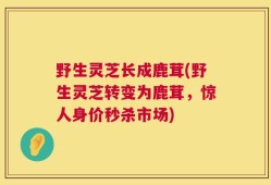 野生灵芝长成鹿茸(野生灵芝转变为鹿茸，惊人身价秒杀市场)