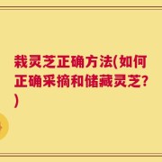栽灵芝正确方法(如何正确采摘和储藏灵芝？)