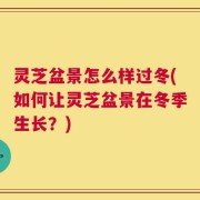 灵芝盆景怎么样过冬(如何让灵芝盆景在冬季生长？)