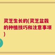 灵芝生长的(灵芝盆栽的种植技巧和注意事项)