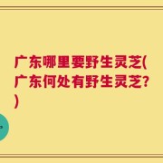 广东哪里要野生灵芝(广东何处有野生灵芝？)