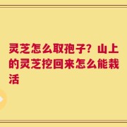 灵芝怎么取孢子？山上的灵芝挖回来怎么能栽活