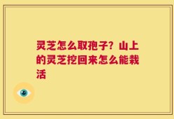 灵芝怎么取孢子？山上的灵芝挖回来怎么能栽活