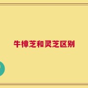 牛樟芝和灵芝区别