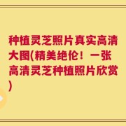 种植灵芝照片真实高清大图(精美绝伦！一张高清灵芝种植照片欣赏)