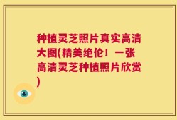 种植灵芝照片真实高清大图(精美绝伦！一张高清灵芝种植照片欣赏)