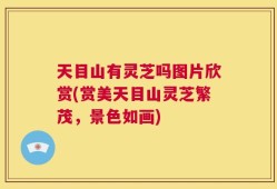 天目山有灵芝吗图片欣赏(赏美天目山灵芝繁茂，景色如画)