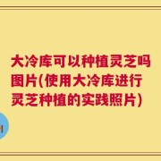 大冷库可以种植灵芝吗图片(使用大冷库进行灵芝种植的实践照片)