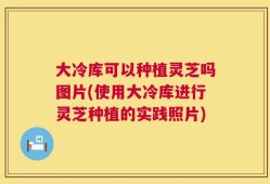 大冷库可以种植灵芝吗图片(使用大冷库进行灵芝种植的实践照片)