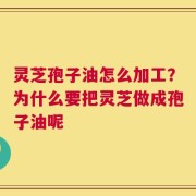 灵芝孢子油怎么加工？为什么要把灵芝做成孢子油呢