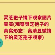 灵芝孢子镜下观察图片真实(观察灵芝孢子的真实形态：高清显微镜下的灵芝孢子观察)